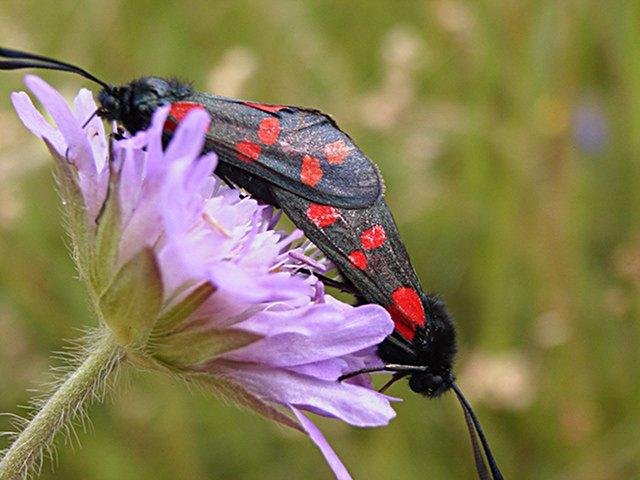 Six-spot Burnet (Zygaena filipendulae), adult. Taken outside Durham. Copyright Keith Dover.