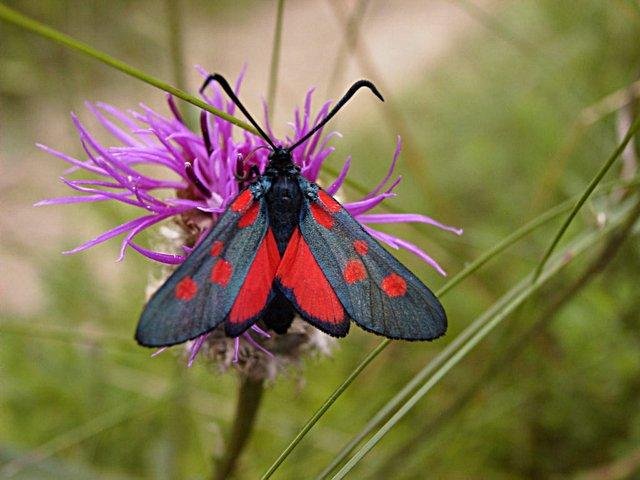 Narrow-bordered Five-spot Burnet (Zygaena lonicerae), adult. Copyright Keith Dover.