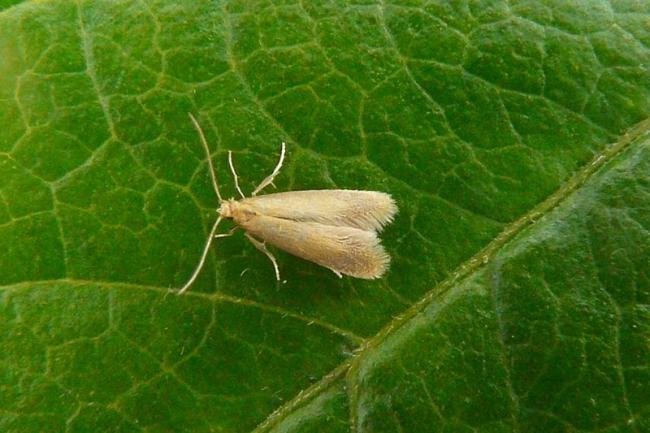 Tischeria ekebladella, adult. Milkwellburn Wood, 06-07-2011. Copyright Keith Dover.