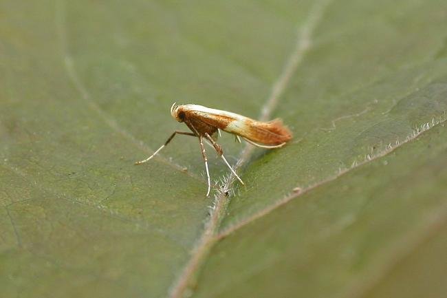 Caloptilia robustella, adult. Chester-le-Street, 19-07-2015. Copyright Keith Dover.