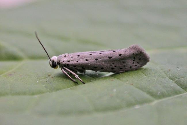 Orchard Ermine (Yponomeuta padella), adult. Chester-le-Street. Copyright Keith Dover.