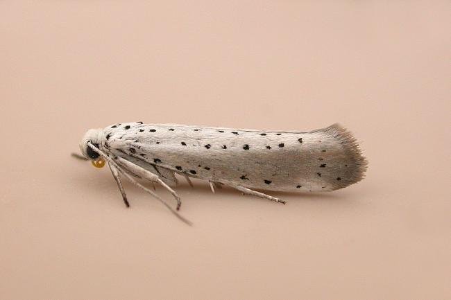 Willow Ermine (Yponomeuta rorrella), adult. Chester-le-Street, 21-07-2025. Copyright Keith Dover.