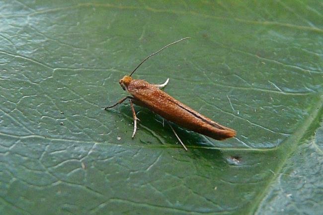 Zelleria hepariella, adult. Chester-le-Street, 10-03-2012. Copyright Keith Dover.