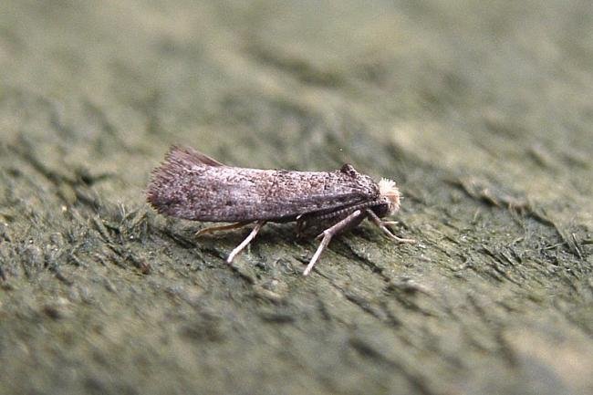 Paraswammerdamia nebulella, adult. Taken outside Durham, 17-07-2007. Copyright Keith Dover.