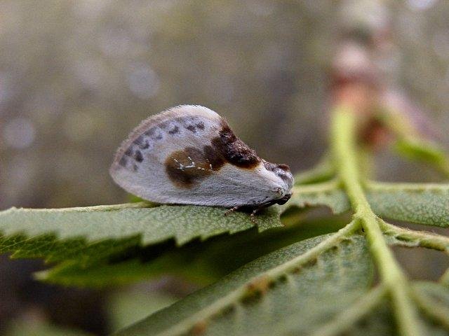 Chinese Character (Cilix glaucata), adult. Copyright Keith Dover.
