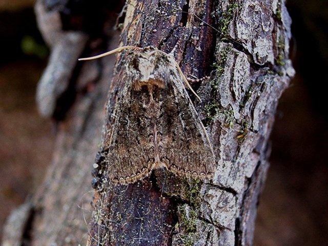 Frosted Green (Polyploca ridens), adult Copyright Keith Dover.