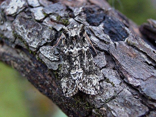Frosted Green (Polyploca ridens), adult Copyright Keith Dover.