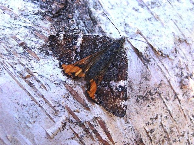 Orange Underwing (Archiearis parthenias), adult. Taken outside Durham. Copyright Keith Dover.