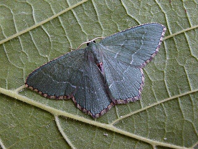 Common Emerald (Hemithea aestivaria), adult. Copyright Keith Dover.