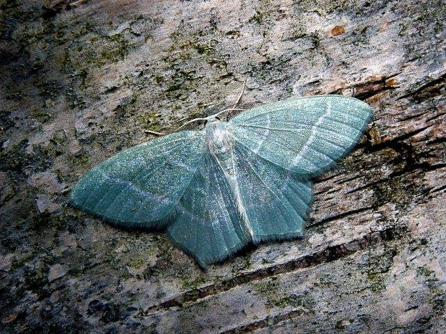 Little Emerald (Jodis lactearia), adult Copyright Keith Dover.
