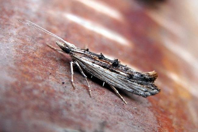 Ypsolopha scabrella, adult. Taken outside Durham, 01-08-2005. Copyright Keith Dover.