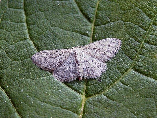 Small Dusty Wave (Idaea seriata), adult. Copyright Keith Dover.