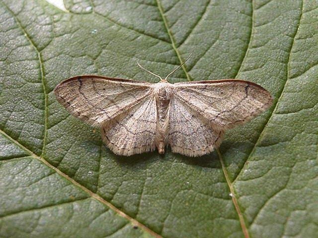 Riband Wave (Idaea aversata) ab. remutata, adult. Copyright Keith Dover.