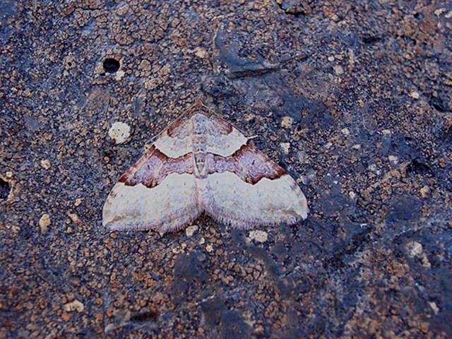 Red Carpet (Xanthorhoe decoloraria), adult. Taken outside Durham. Copyright Keith Dover.