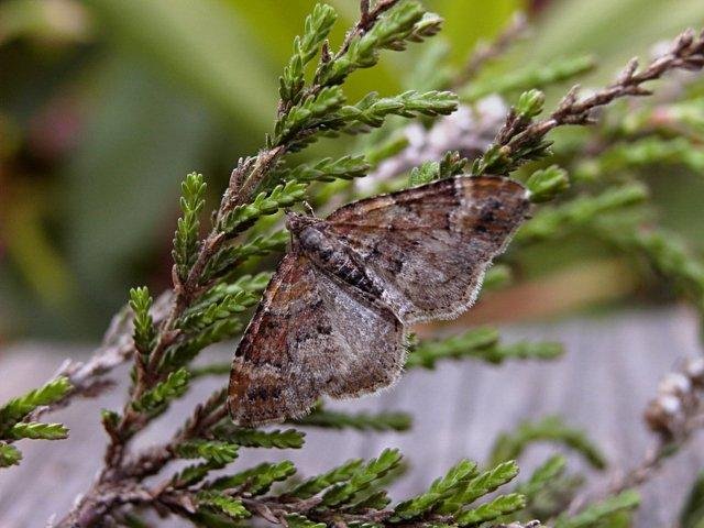 Red Twin-spot Carpet (Xanthorhoe spadicearia), adult. Taken outside Durham. Copyright Keith Dover.