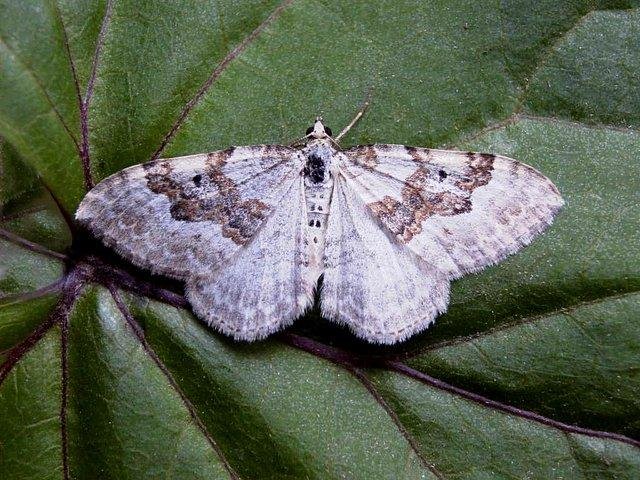 Silver-ground Carpet (Xanthorhoe montanata), adult. Copyright Keith Dover.