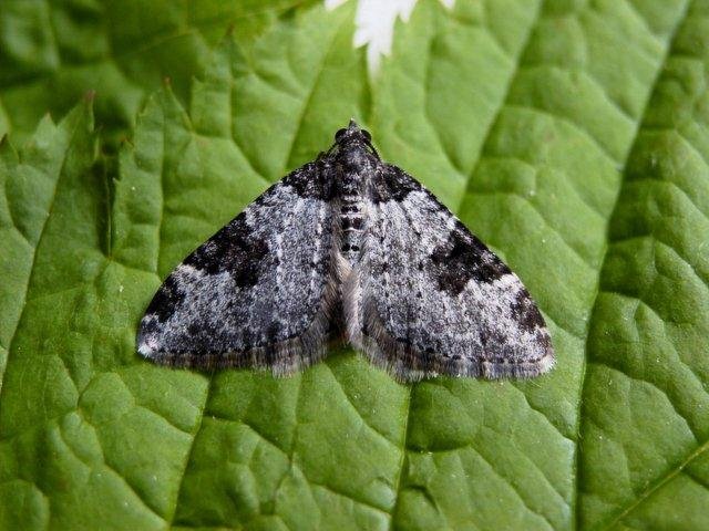 Garden Carpet (Xanthorhoe fluctuata), adult. Copyright Keith Dover.