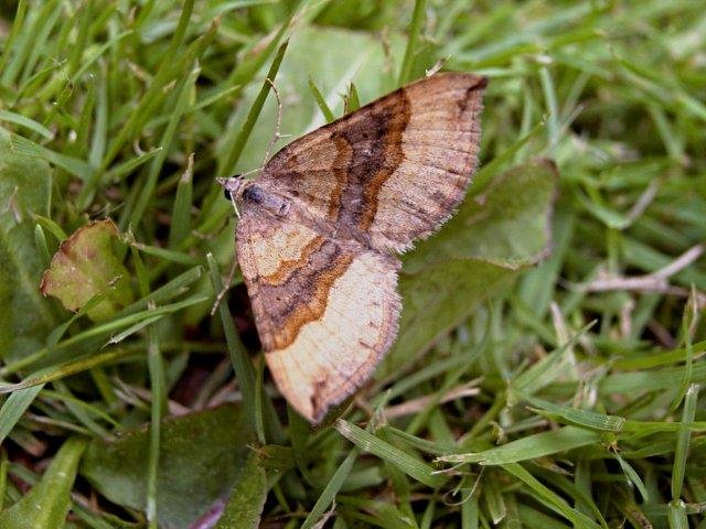 Shaded Broad-bar (Scotopteryx chenopodiata), adult. Copyright Keith Dover.