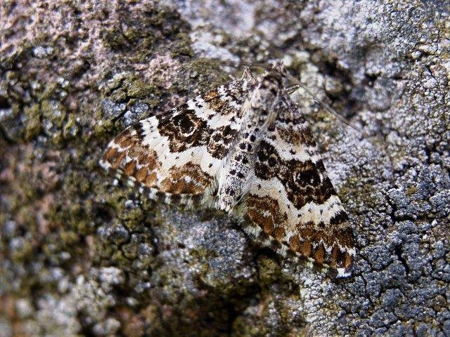 Small Argent & Sable (Epirrhoe tristata), adult. Copyright Keith Dover.