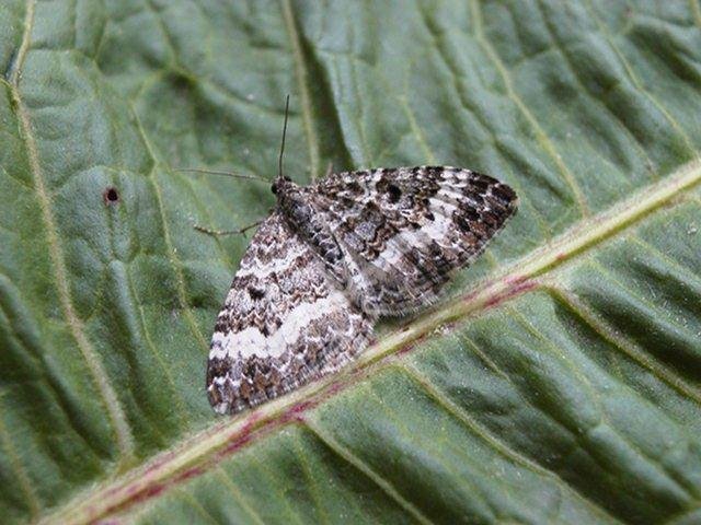 Common Carpet (Epirrhoe alternata), adult. Copyright Keith Dover.