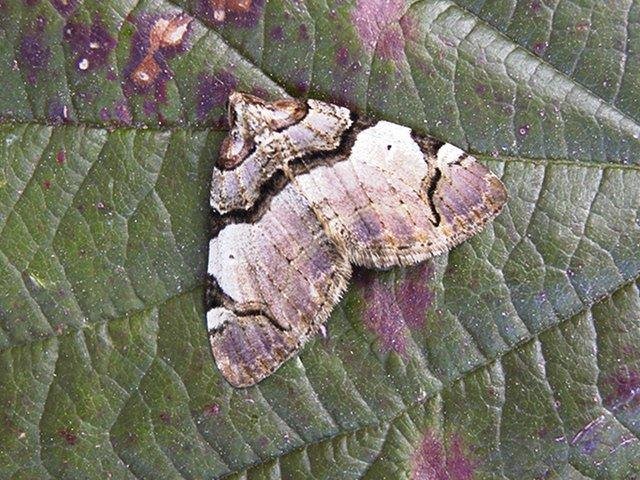 Streamer (Anticlea derivata), adult. Copyright Keith Dover.
