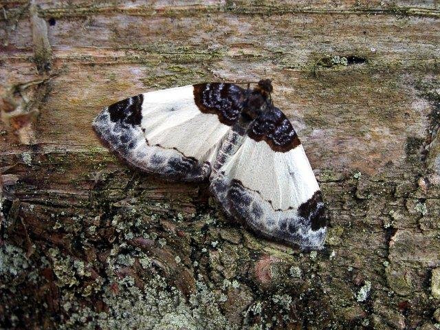 Beautiful Carpet (Mesoleuca albicillata), adult. Black Plantation, 01-07-2004. Copyright Keith Dover.