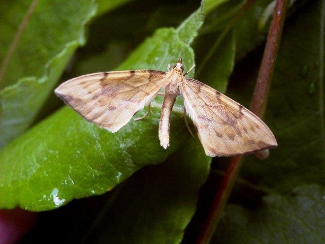 Barred Straw (Gandaritis pyraliata), adult. Taken outside Durham, 03-07-2004. Copyright Keith Dover.