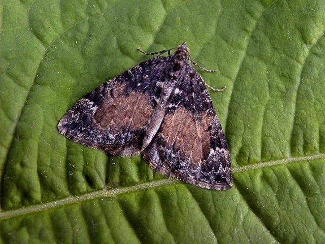 Common Marbled Carpet (Dysstroma truncata), adult. Copyright Keith Dover.