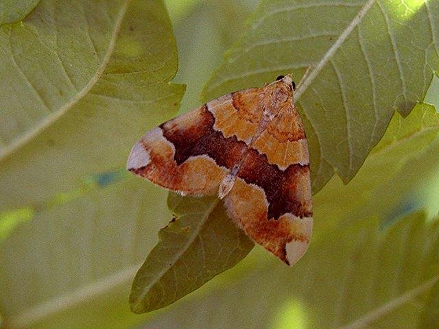 Barred Yellow (Cidaria fulvata), adult. Taken outside Durham. Copyright Keith Dover.