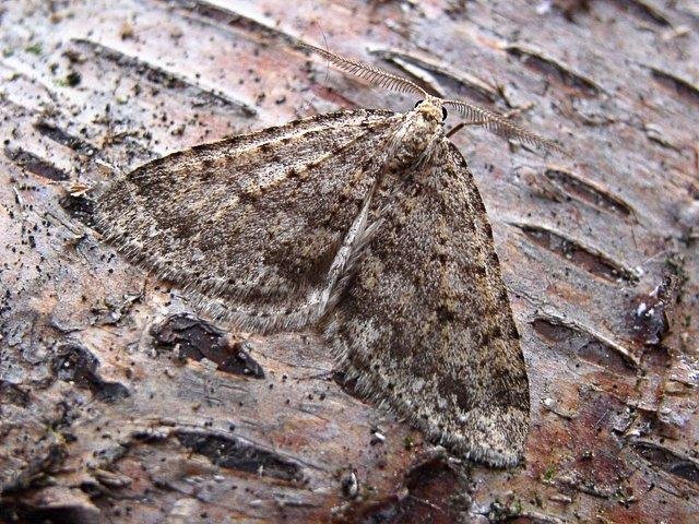 Mottled Grey (Colostygia multistrigaria), adult. Butsfield. Copyright Keith Dover.