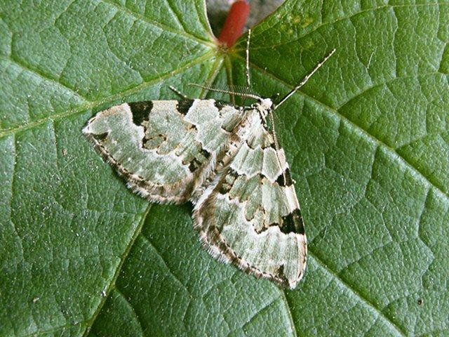 Green Carpet (Colostygia pectinataria), adult. Taken outside Durham. Copyright Keith Dover.