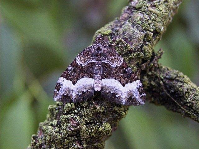 Sharp-angled Carpet (Euphyia unangulata), adult. 26-07-2004. Copyright Keith Dover.