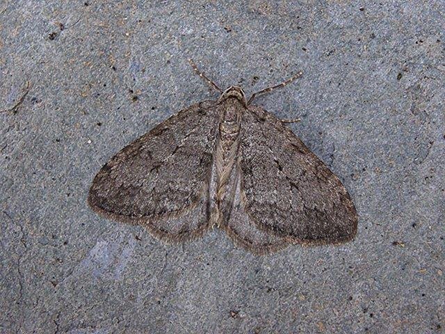 November Moth (Epirrita dilutata), adult. Copyright Keith Dover.