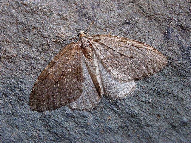 November Moth (Epirrita dilutata), adult. Copyright Keith Dover.