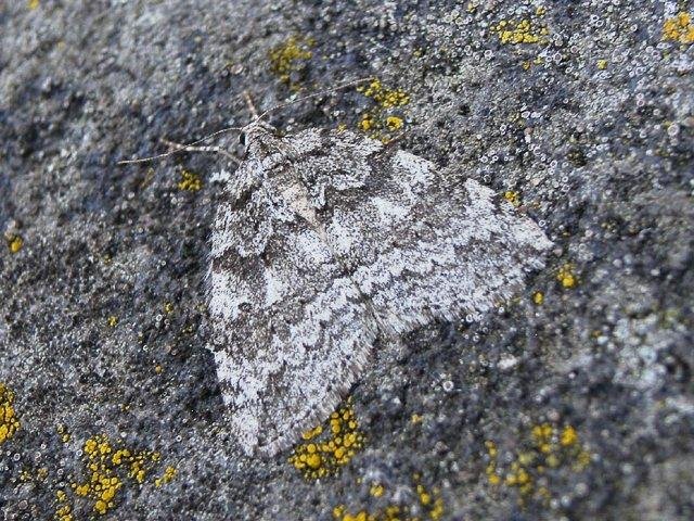 Autumnal Moth (Epirrita autumnata), adult. Taken outside Durham, 28-10-2007. Copyright Keith Dover.