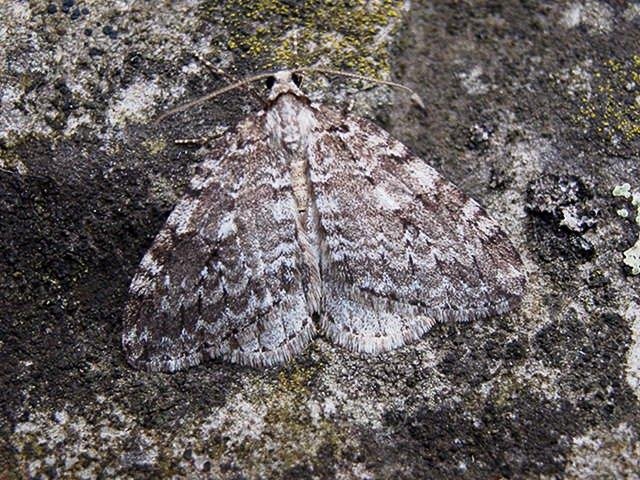 Small Autumnal Moth (Epirrita filigrammaria), adult. Taken outside Durham. Copyright Keith Dover.