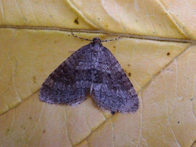Winter Moth (Operophtera brumata), adult. Taken outside Durham. Copyright Keith Dover.