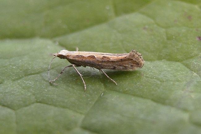 Diamond-back Moth (Plutella xylostella), adult. Taken outside Durham, 04-07-2006. Copyright Keith Dover.