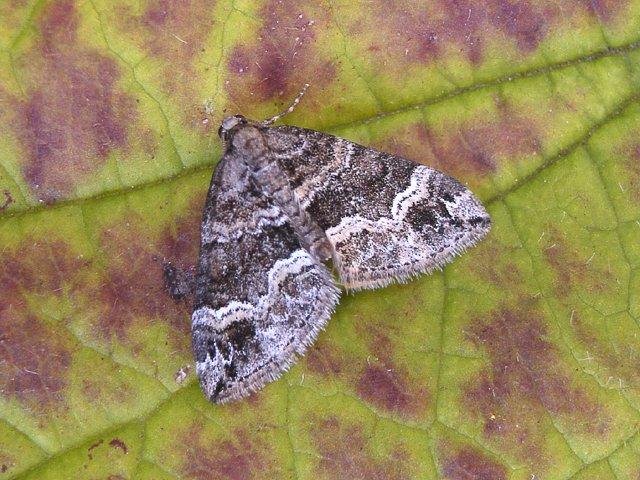 Barred Rivulet (Perizoma bifaciata), adult. Taken outside Durham, 19-07-2007. Copyright Keith Dover.