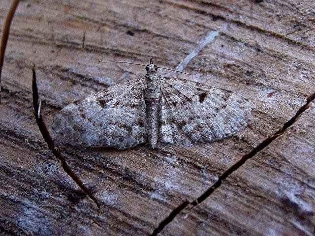 Cloaked Pug (Eupithecia abietaria), adult. Copyright Keith Dover.