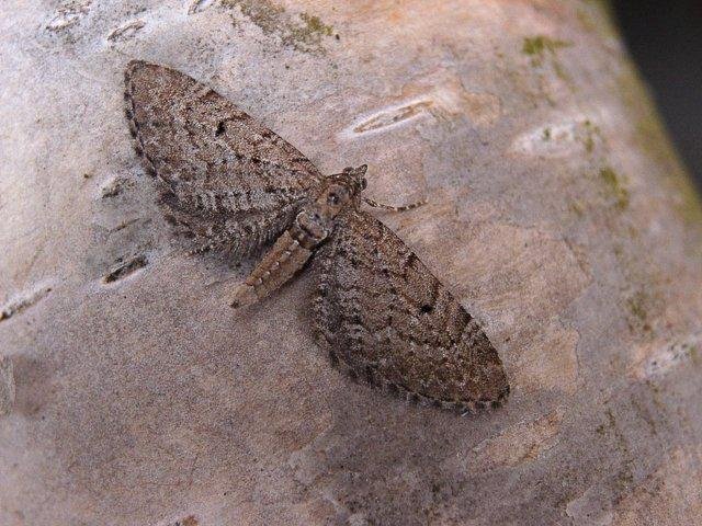 Freyer's Pug (Eupithecia intricata), adult. Taken outside Durham. Copyright Keith Dover.