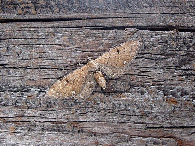 Currant Pug (Eupithecia assimilata), adult. Copyright Keith Dover.