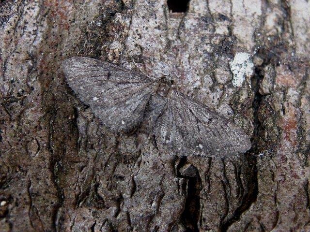 White-spotted Pug (Eupithecia tripunctaria), adult. Chester-le-Street. Copyright Keith Dover.