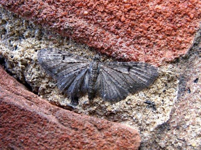 Grey Pug (Eupithecia subfuscata), adult. Copyright Keith Dover.