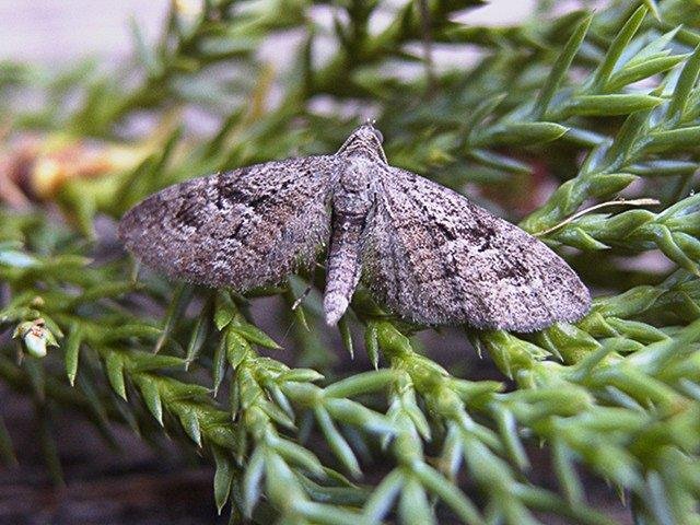 Juniper Pug (Eupithecia pusillata), adult. Chester-le-Street. Copyright Keith Dover.