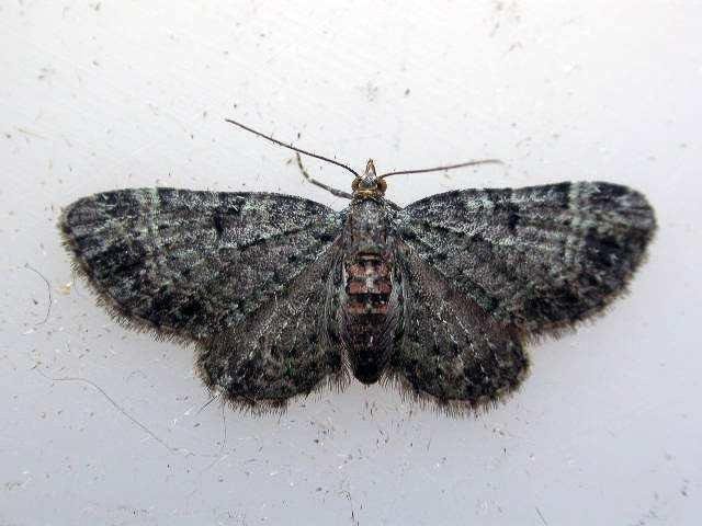Sloe Pug (Pasiphila chloerata), adult. Taken outside Durham. Copyright Keith Dover.