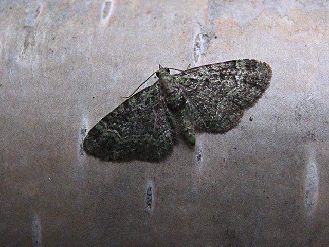 Green Pug (Pasiphila rectangulata), adult. Taken outside Durham. Copyright Keith Dover.