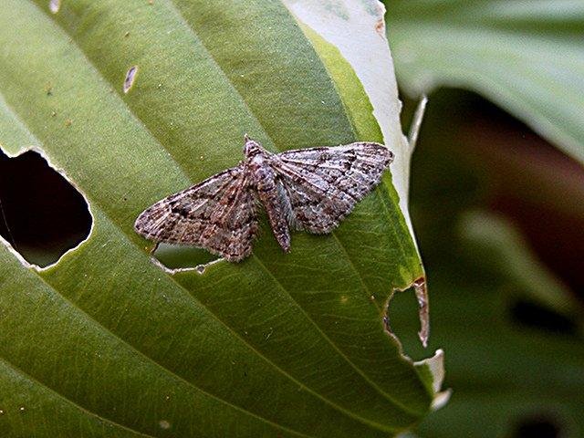 Double-striped Pug (Gymnoscelis rufifasciata), adult. Copyright Keith Dover.