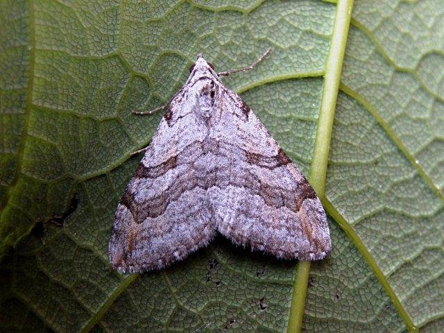 Lesser Treble-bar (Aplocera efformata), adult. Copyright Keith Dover.
