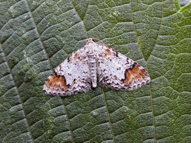 Blomer's Rivulet (Venusia blomeri), adult. Copyright Keith Dover.